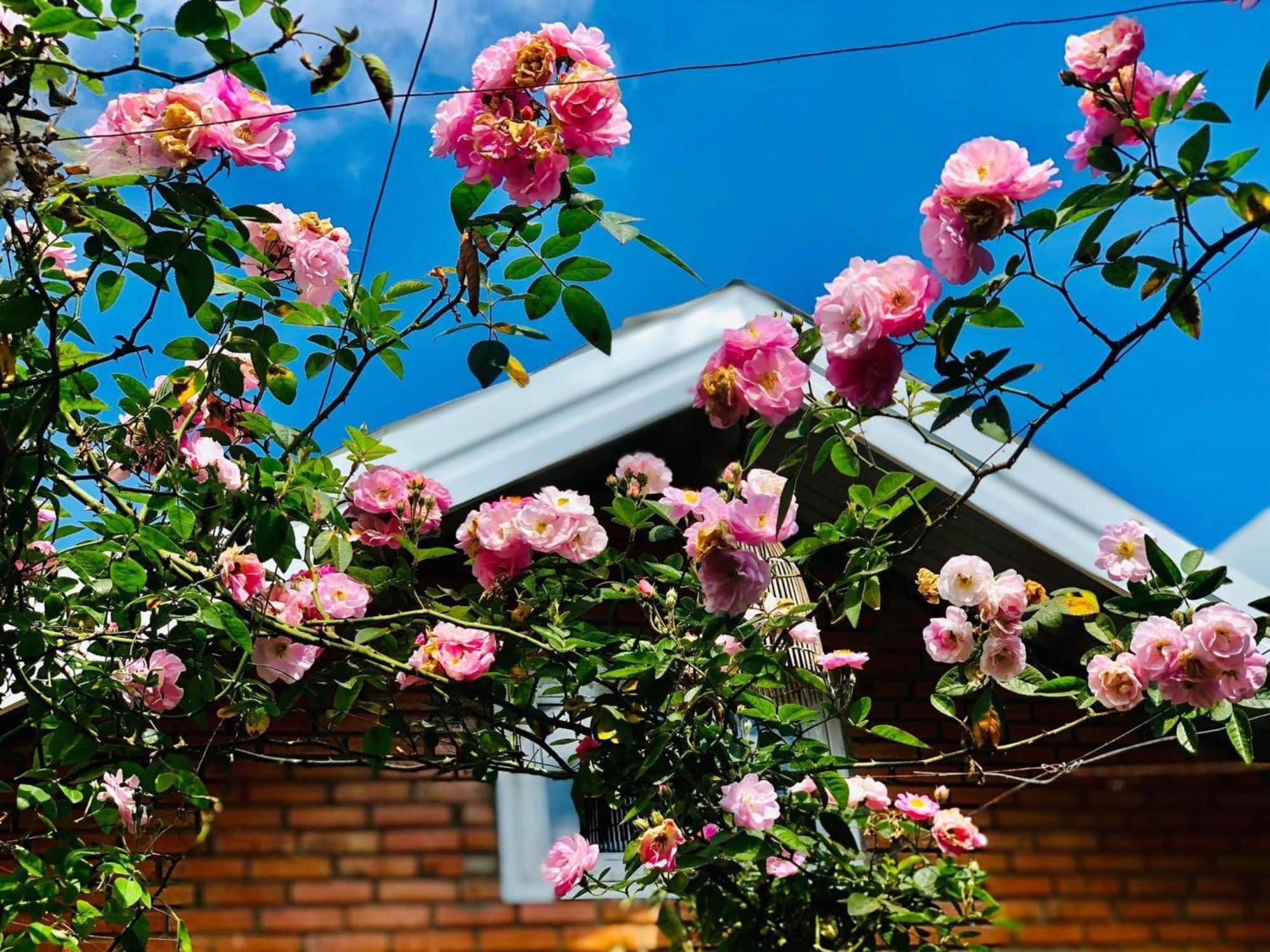 Appartamento Rose House Da Lat Esterno foto
